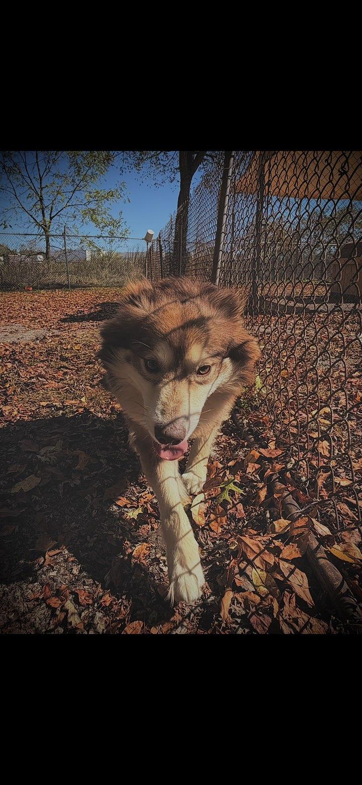 Knuckles, Adoptable, Adult Male Border Collie.