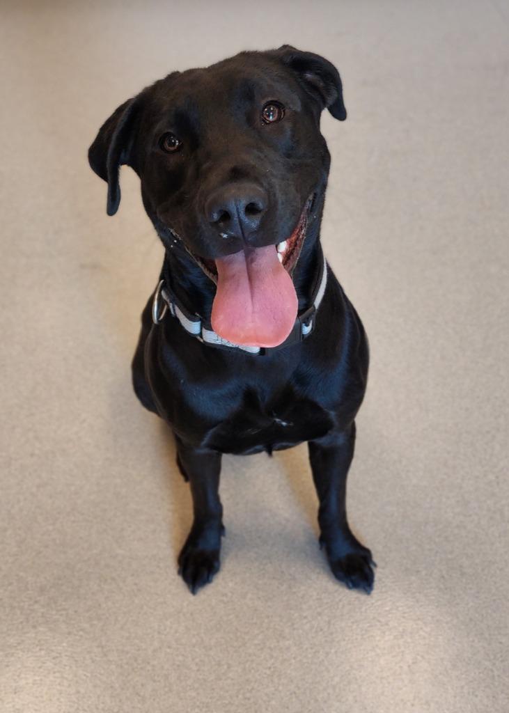 Enlarge Hogan, a Adoptable Labrador Retriever in Superior, WI image 1/1