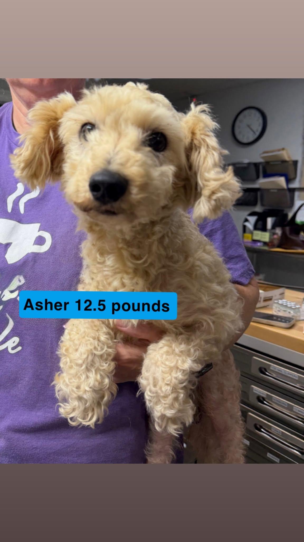 Enlarge Asher, an adopted mixed breed in East Windsor , CT image 1/1