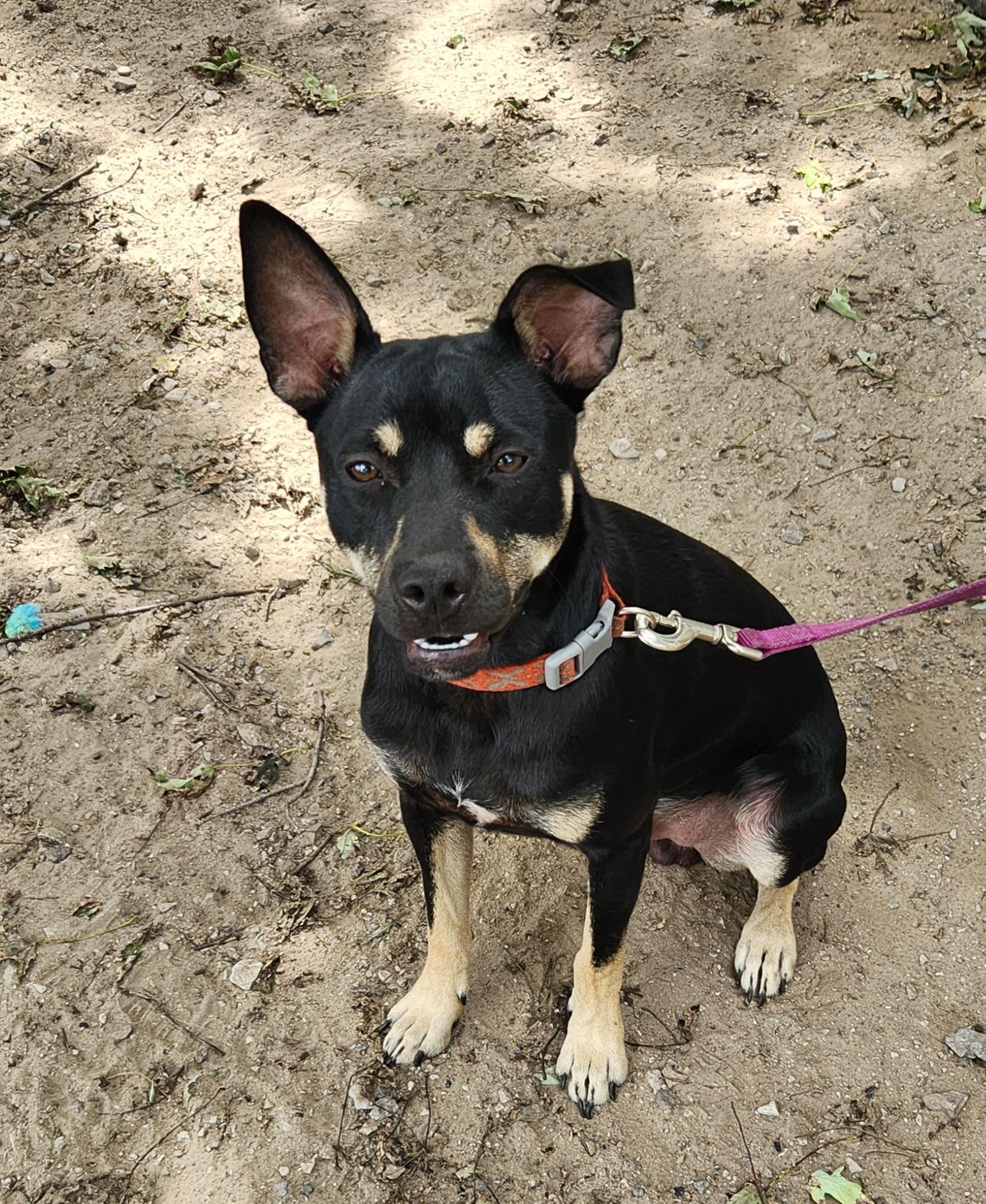 Enlarge Rebel, a Adoptable mixed breed in Liberty Center, OH image 5/6