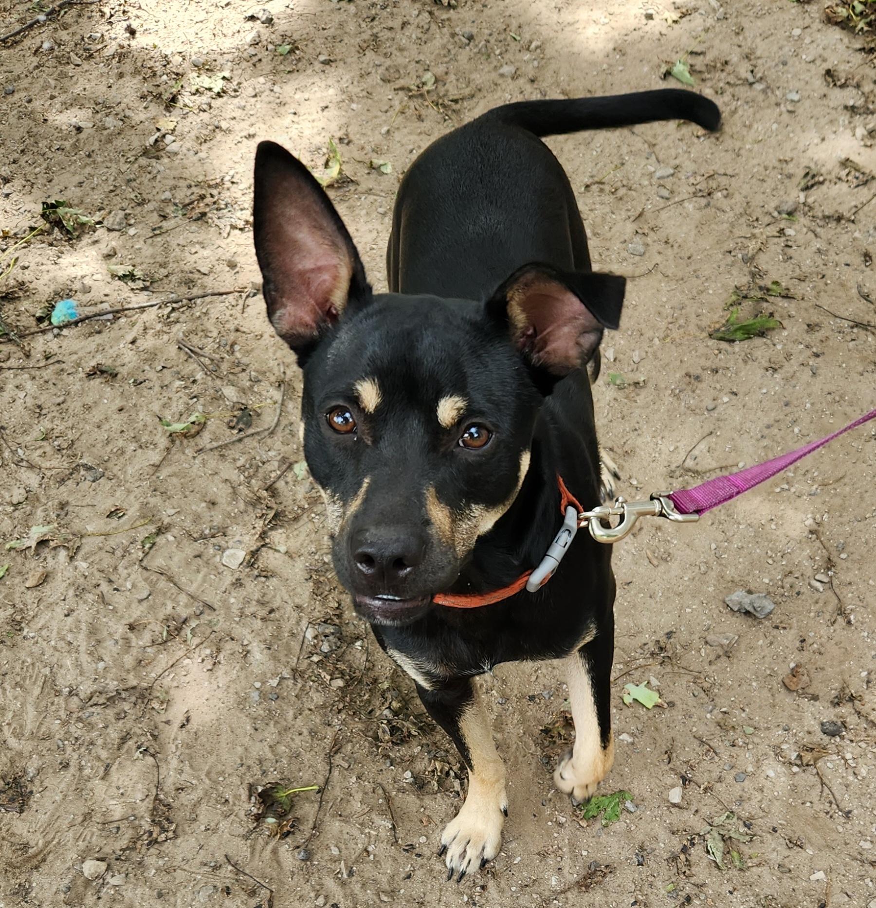 Enlarge Rebel, a Adoptable mixed breed in Liberty Center, OH image 4/6