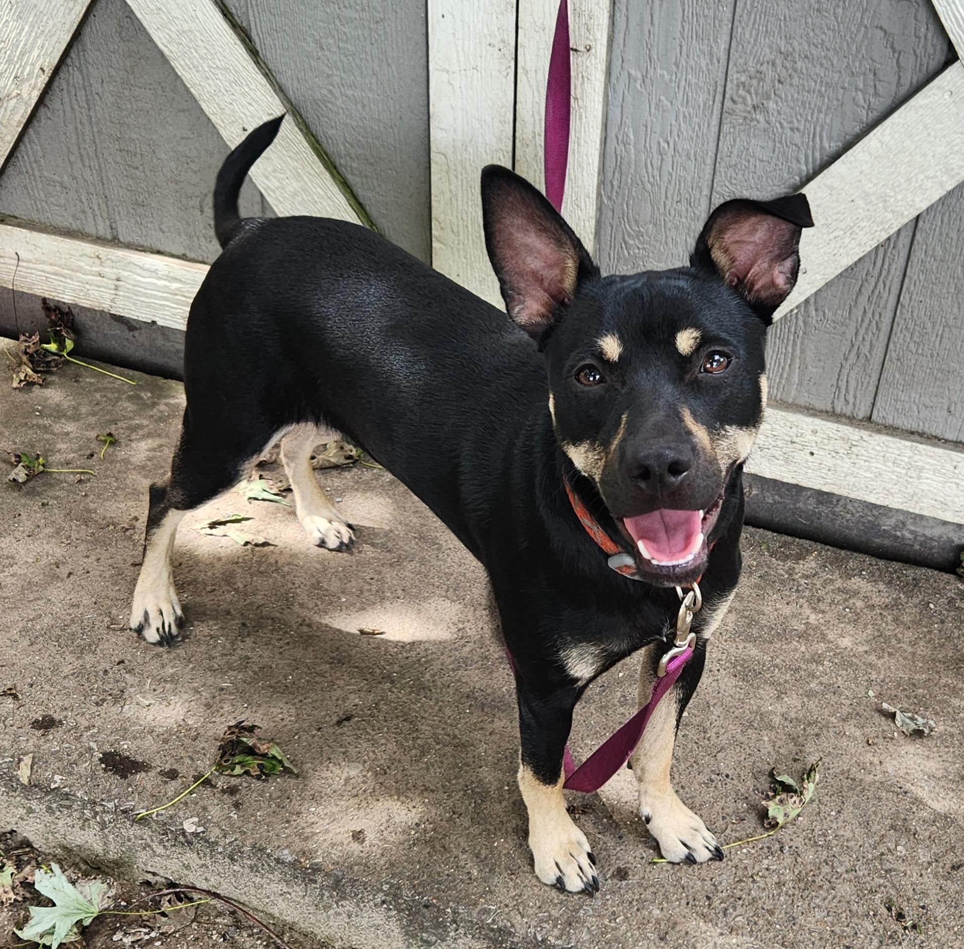 Enlarge Rebel, a Adoptable mixed breed in Liberty Center, OH image 2/6