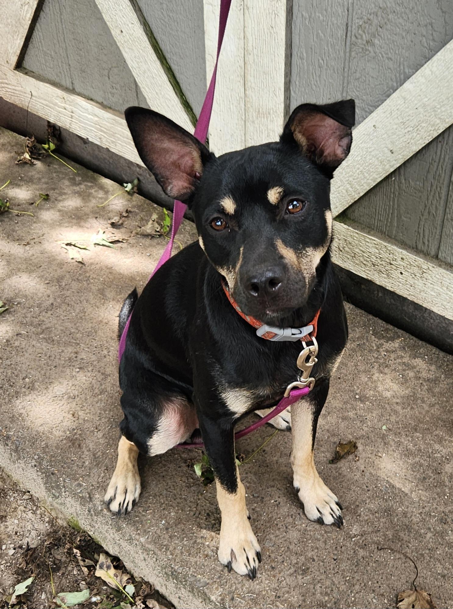 Enlarge Rebel, a Adoptable mixed breed in Liberty Center, OH image 6/6