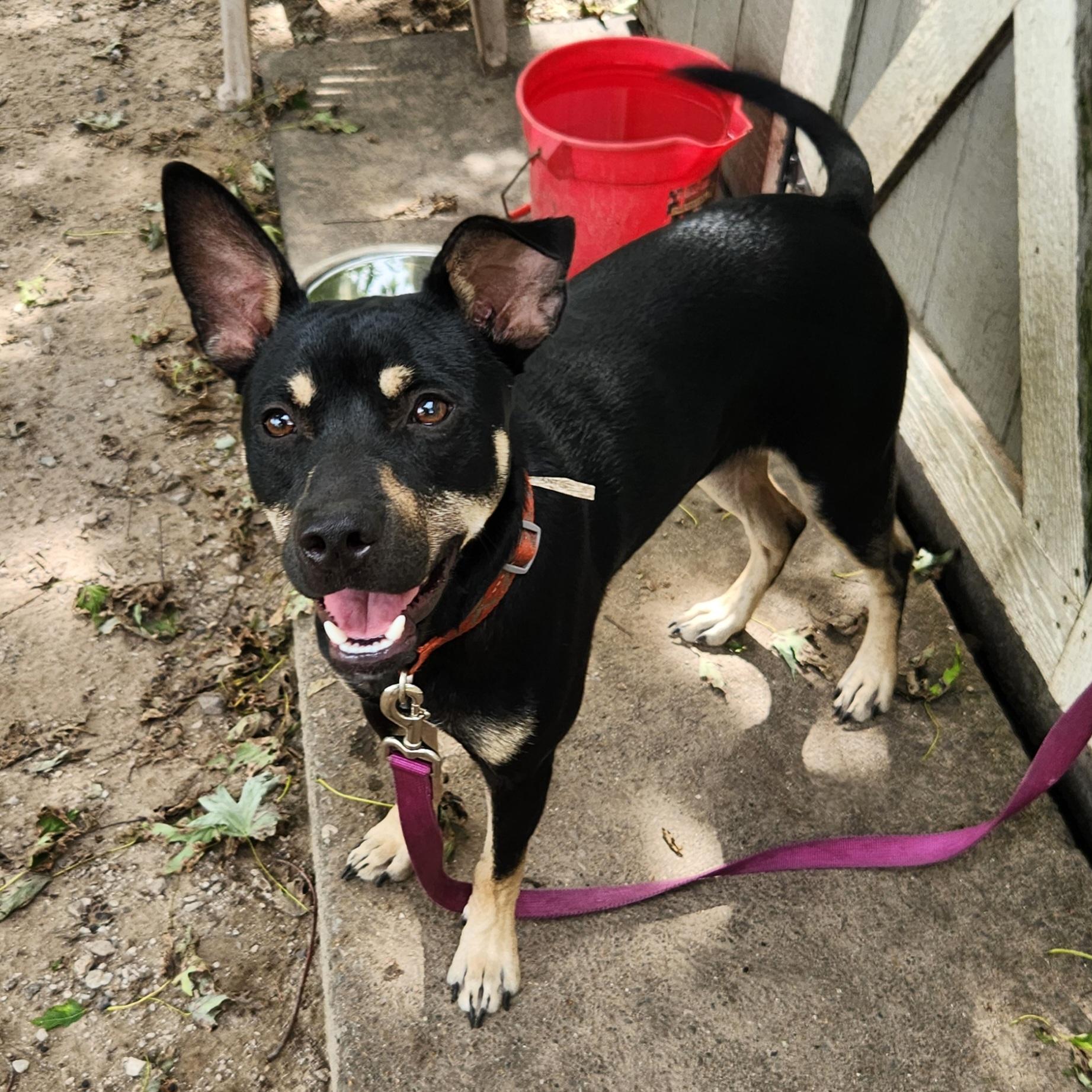 Enlarge Rebel, a Adoptable mixed breed in Liberty Center, OH image 3/6