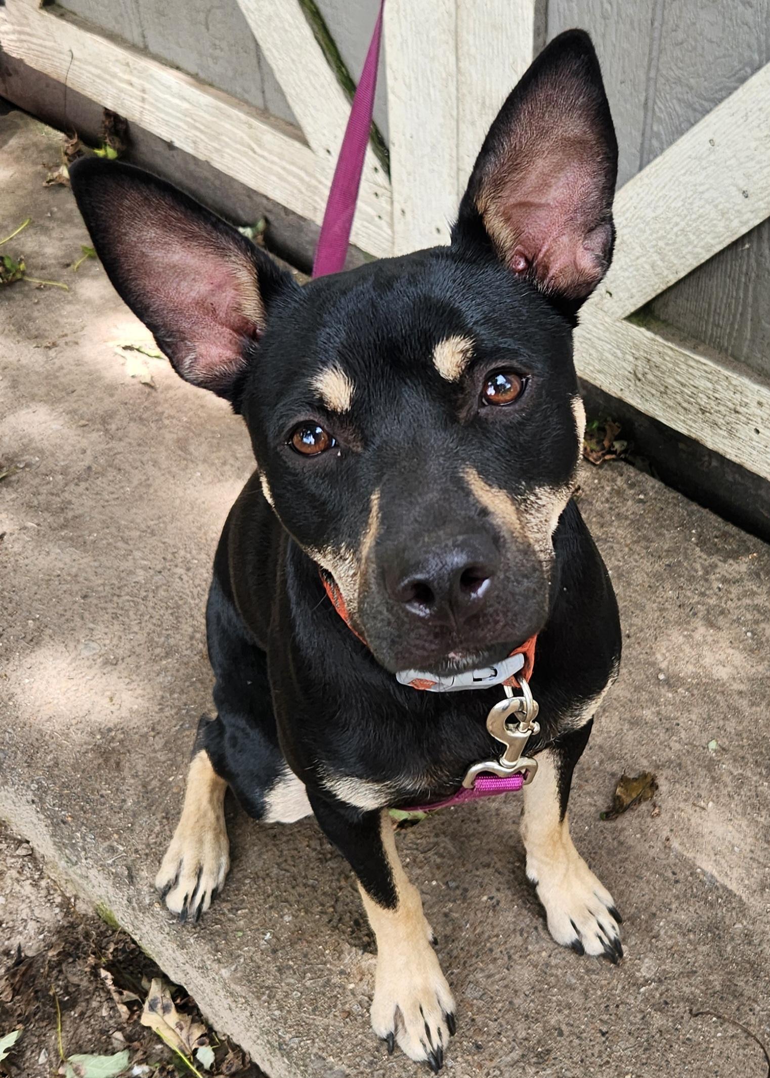 Enlarge Rebel, a Adoptable mixed breed in Liberty Center, OH image 1/6