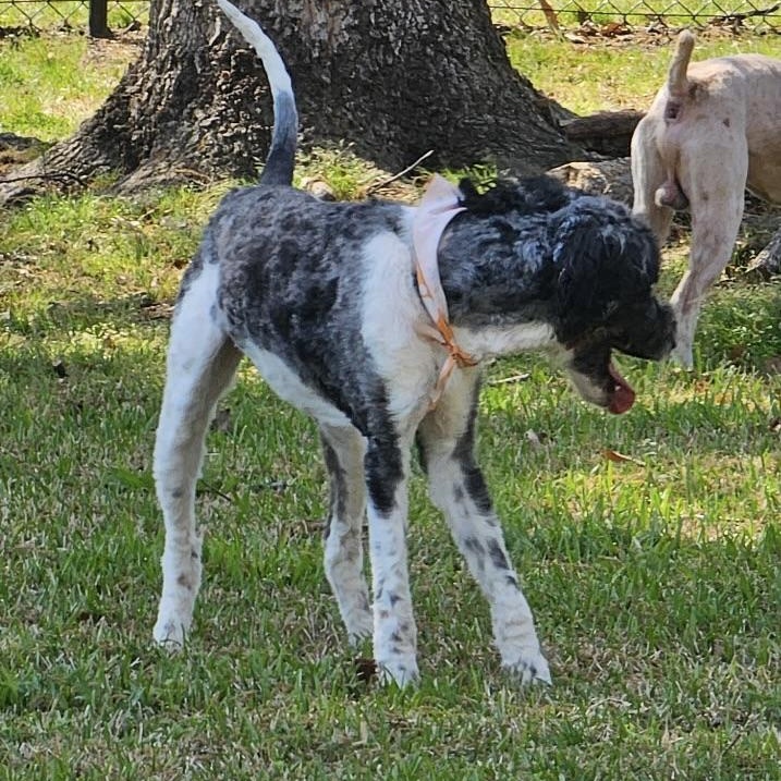 Enlarge Walker, a ADOPTABLE Bernadoodle in Charlotte, NC image 5/6