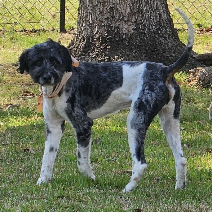 Enlarge Walker, a ADOPTABLE Bernadoodle in Charlotte, NC image 4/6