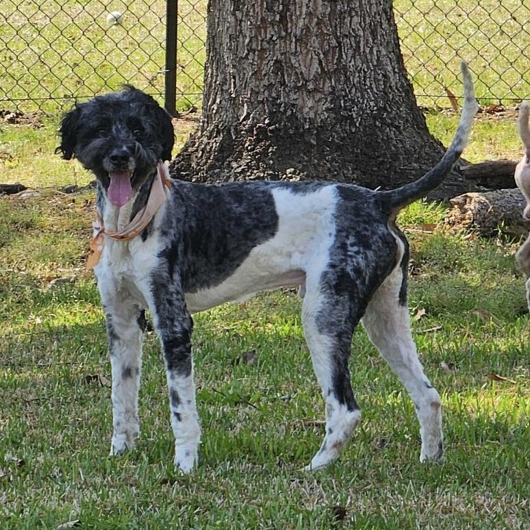 Enlarge Walker, a ADOPTABLE Bernadoodle in Charlotte, NC image 3/6