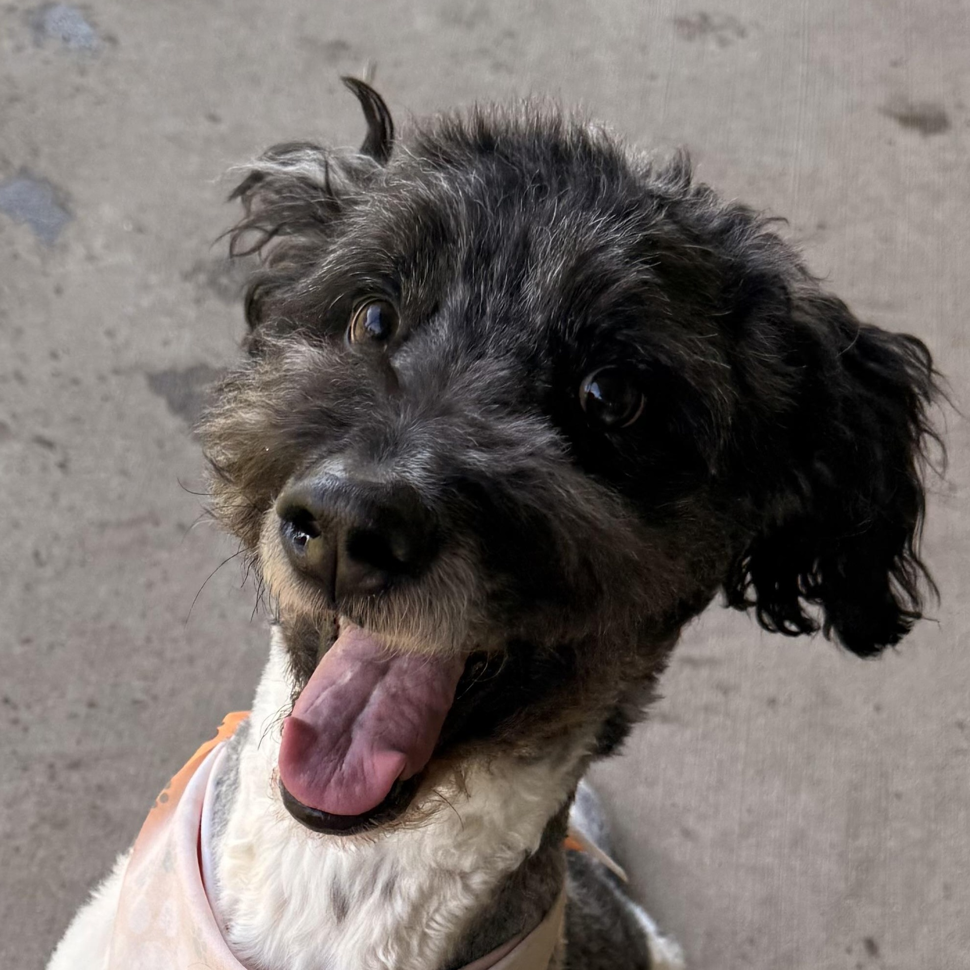 Enlarge Walker, a ADOPTABLE Bernadoodle in Charlotte, NC image 2/6