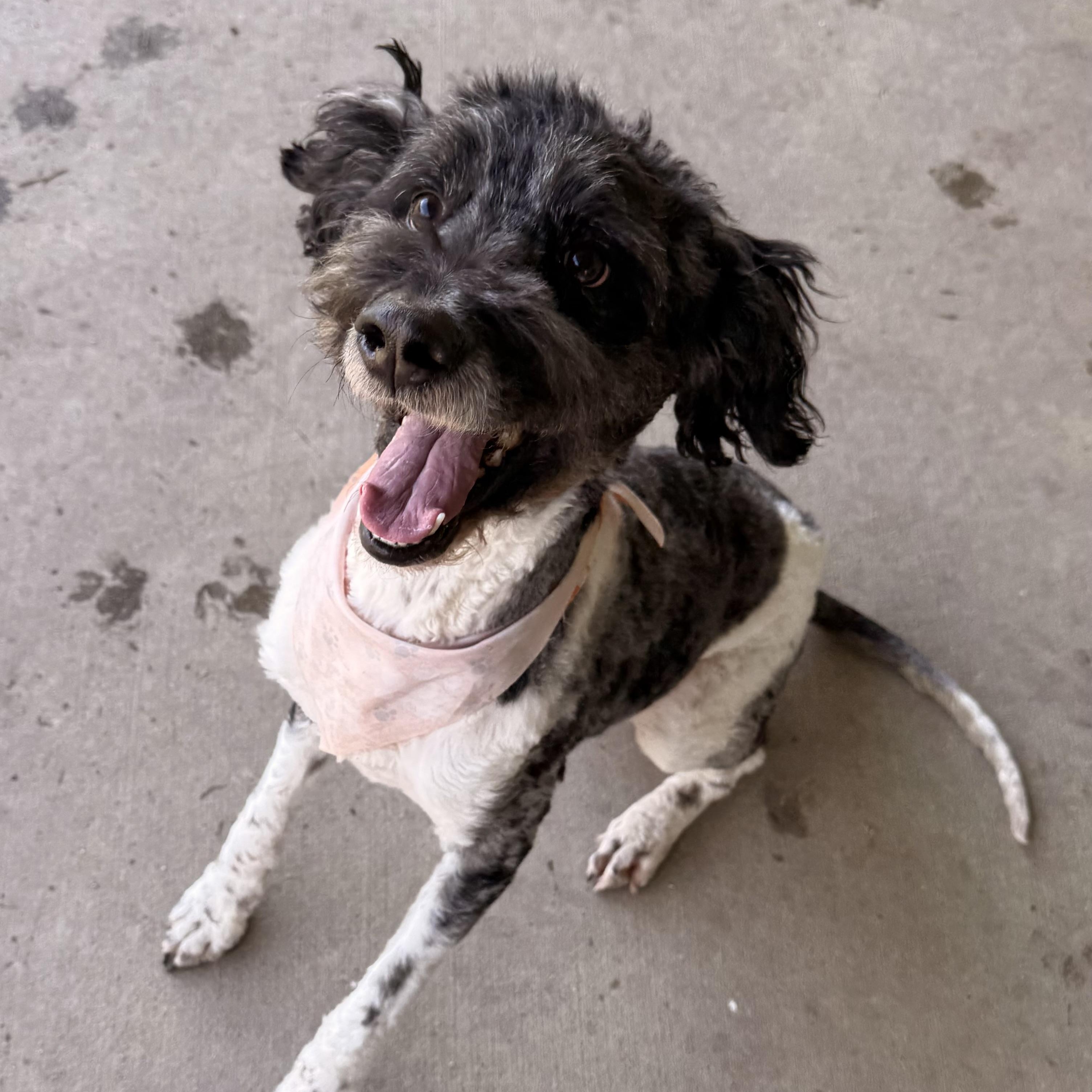 Walker, ADOPTABLE, Young Male Bernadoodle.