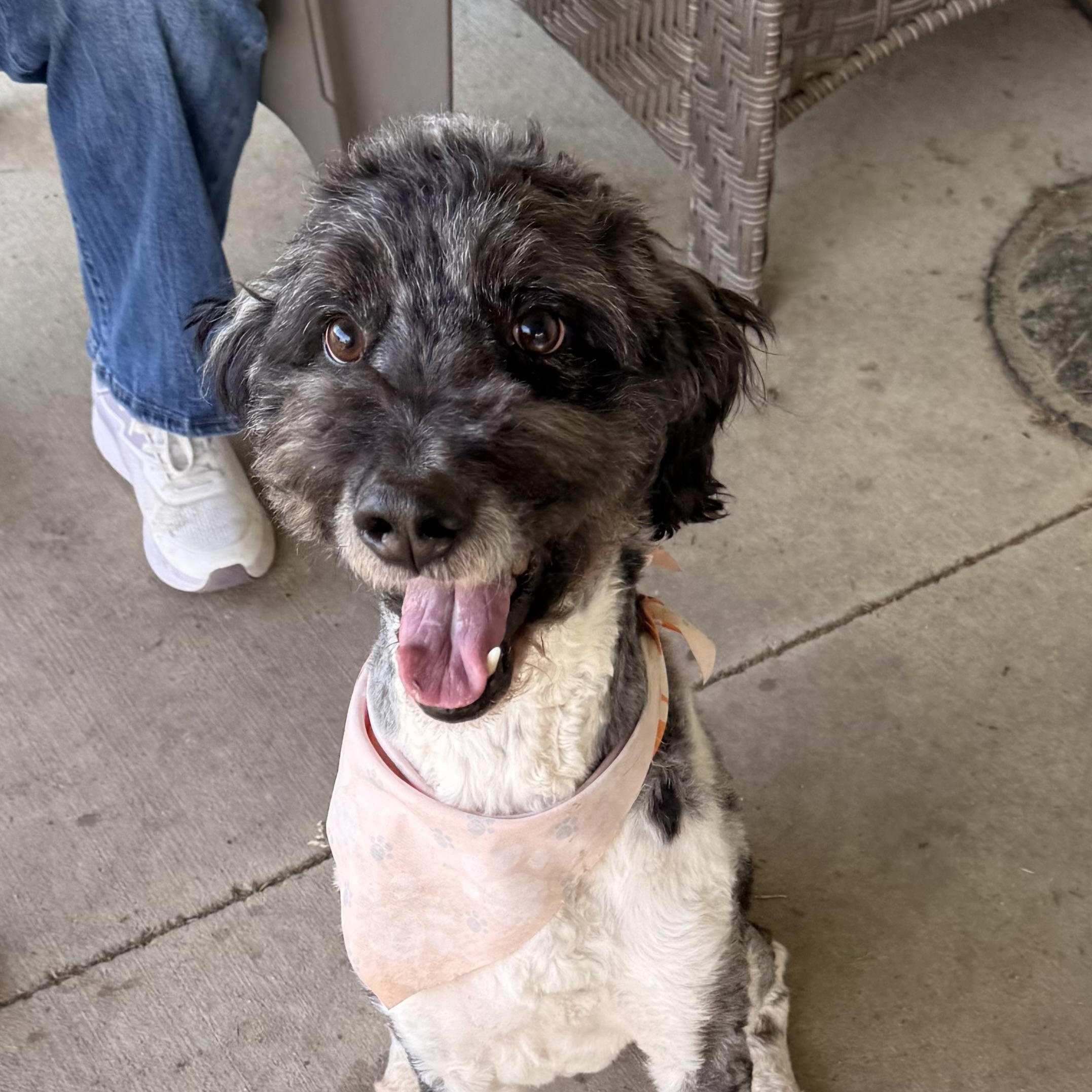 Enlarge Walker, a ADOPTABLE Bernadoodle in Charlotte, NC image 6/6