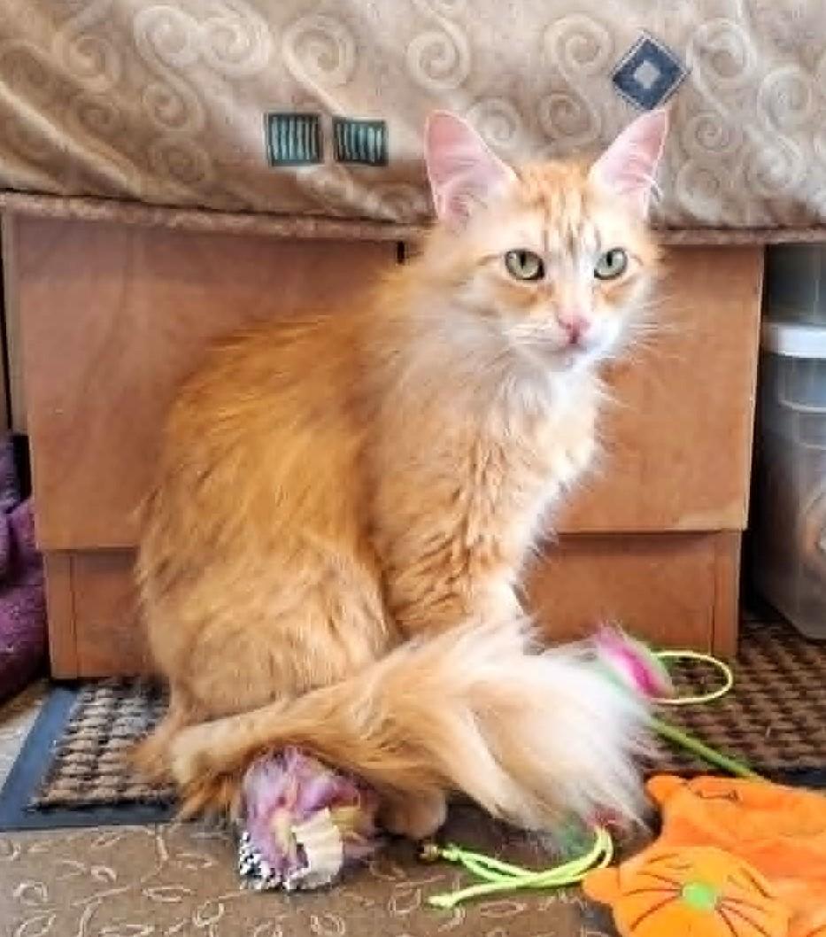 Enlarge Celestine, a ADOPTABLE Domestic Medium Hair in Chertsey, QC image 4/4