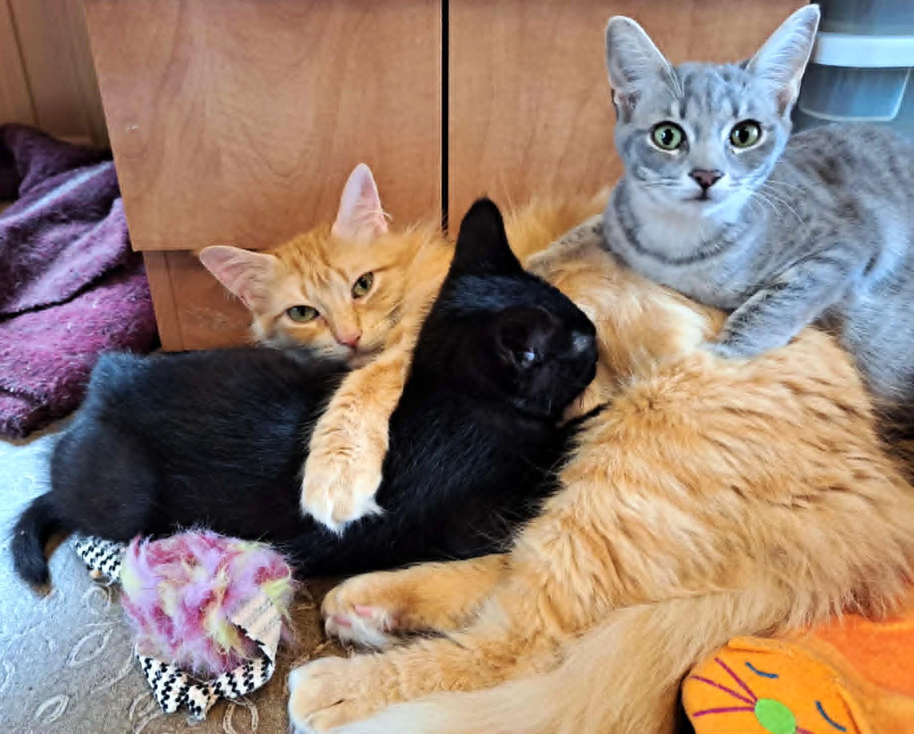 Enlarge Celestine, a ADOPTABLE Domestic Medium Hair in Chertsey, QC image 2/4