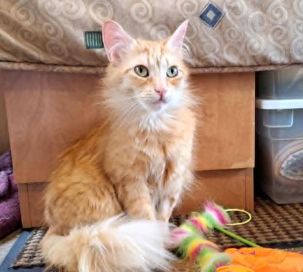 Celestine, ADOPTABLE, Young Female Domestic Medium Hair.