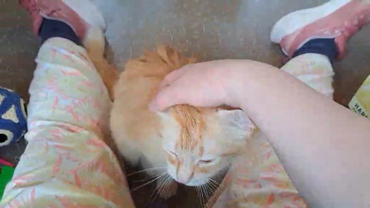 Enlarge Celestine, a ADOPTABLE Domestic Medium Hair in Chertsey, QC video 3/4