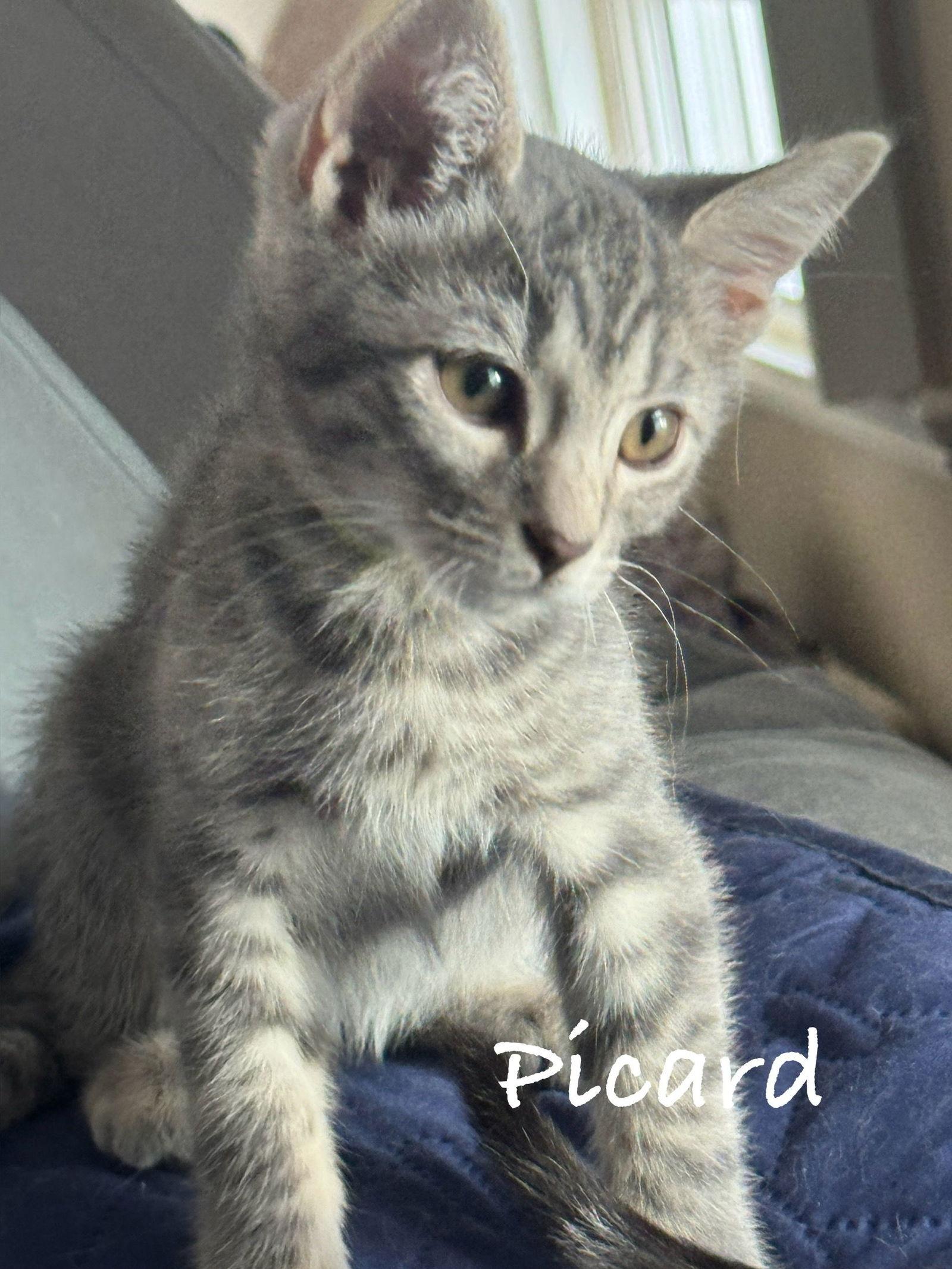 Picard, Adopted, Young Male Domestic Short Hair.