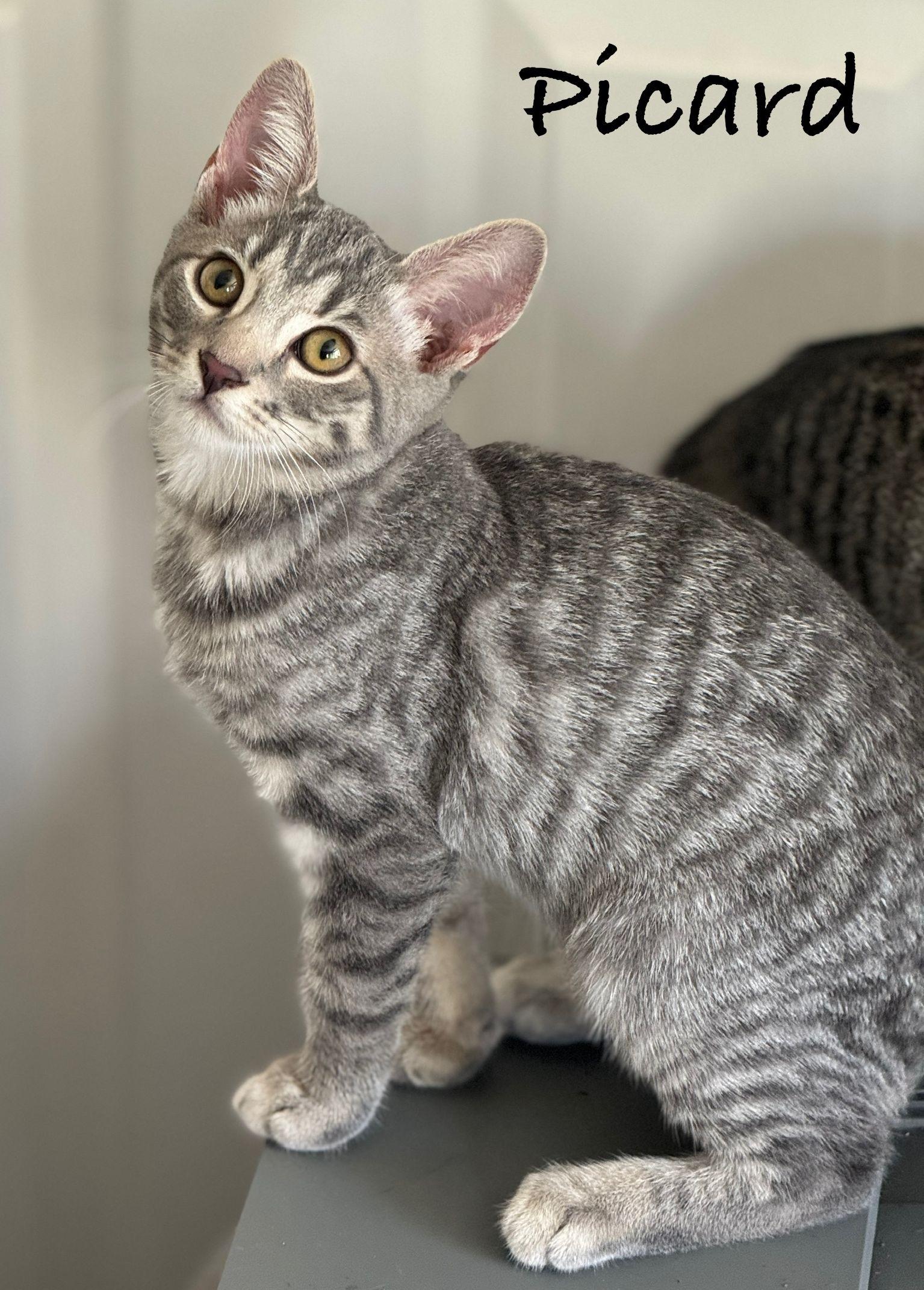 Enlarge Picard, a Adopted Domestic Short Hair in Seal Beach, CA image 2/2