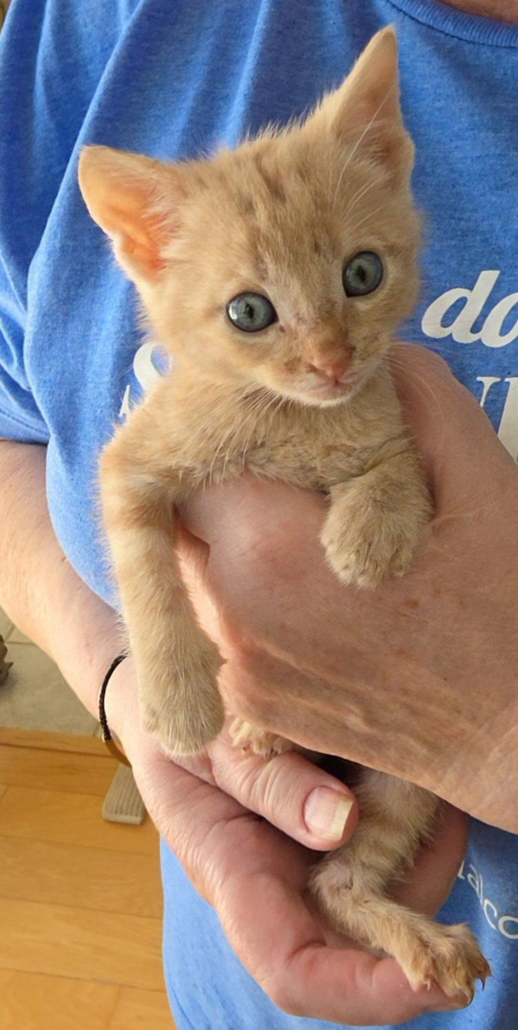 Kansas, Adopted, Kitten Male Tabby & Domestic Short Hair.