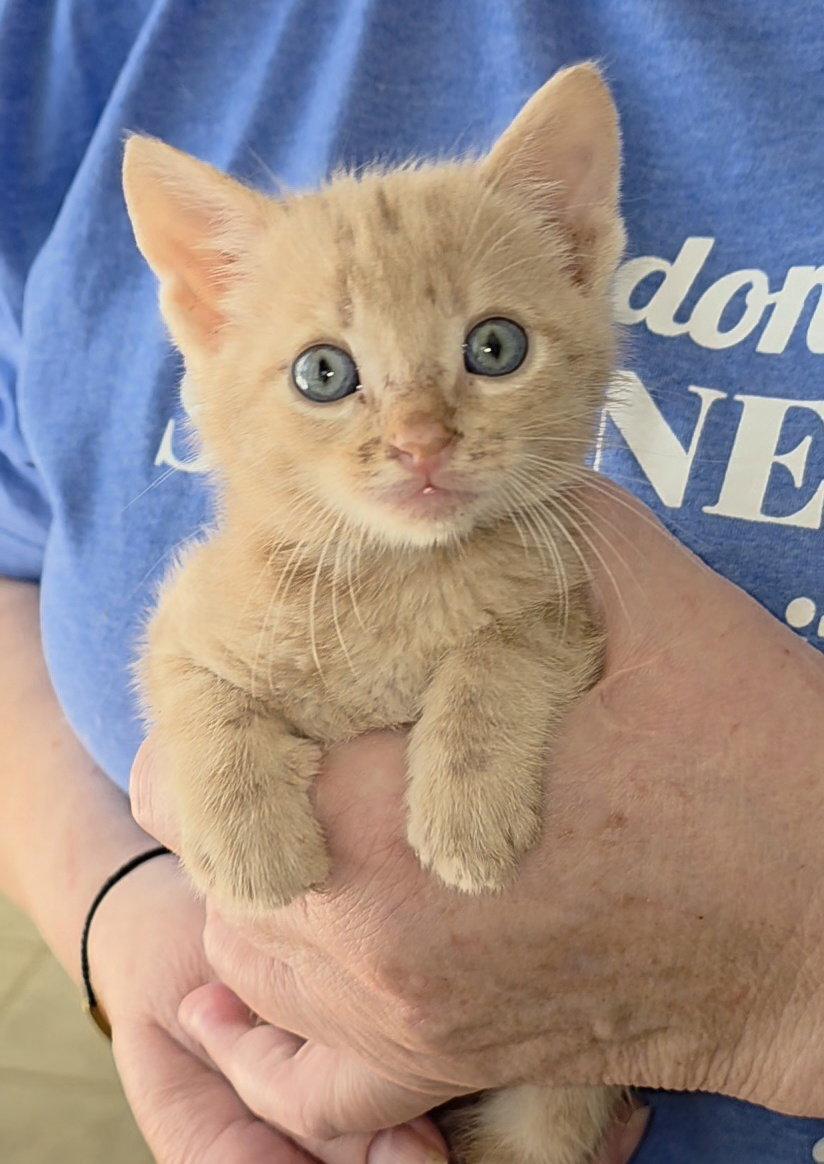 Kansas, a Adopted mixed breed in Magnolia Springs, AL image 2/3