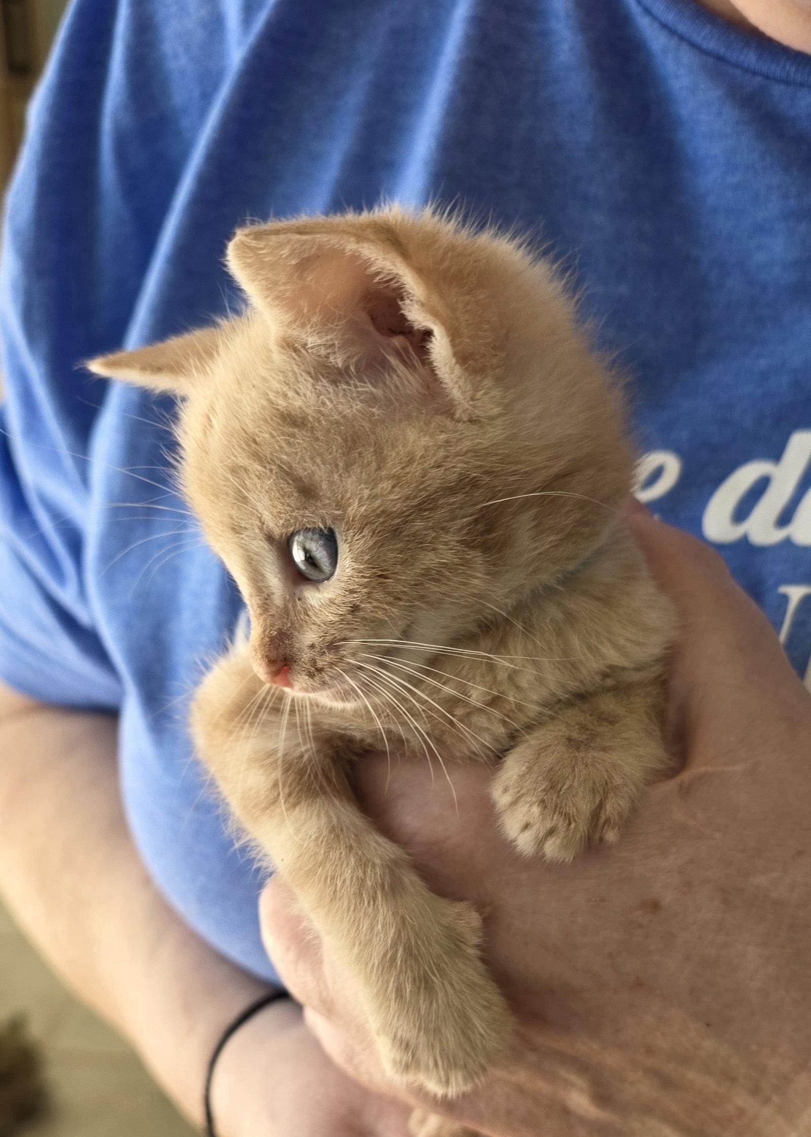 Kansas, a Adopted mixed breed in Magnolia Springs, AL image 3/3