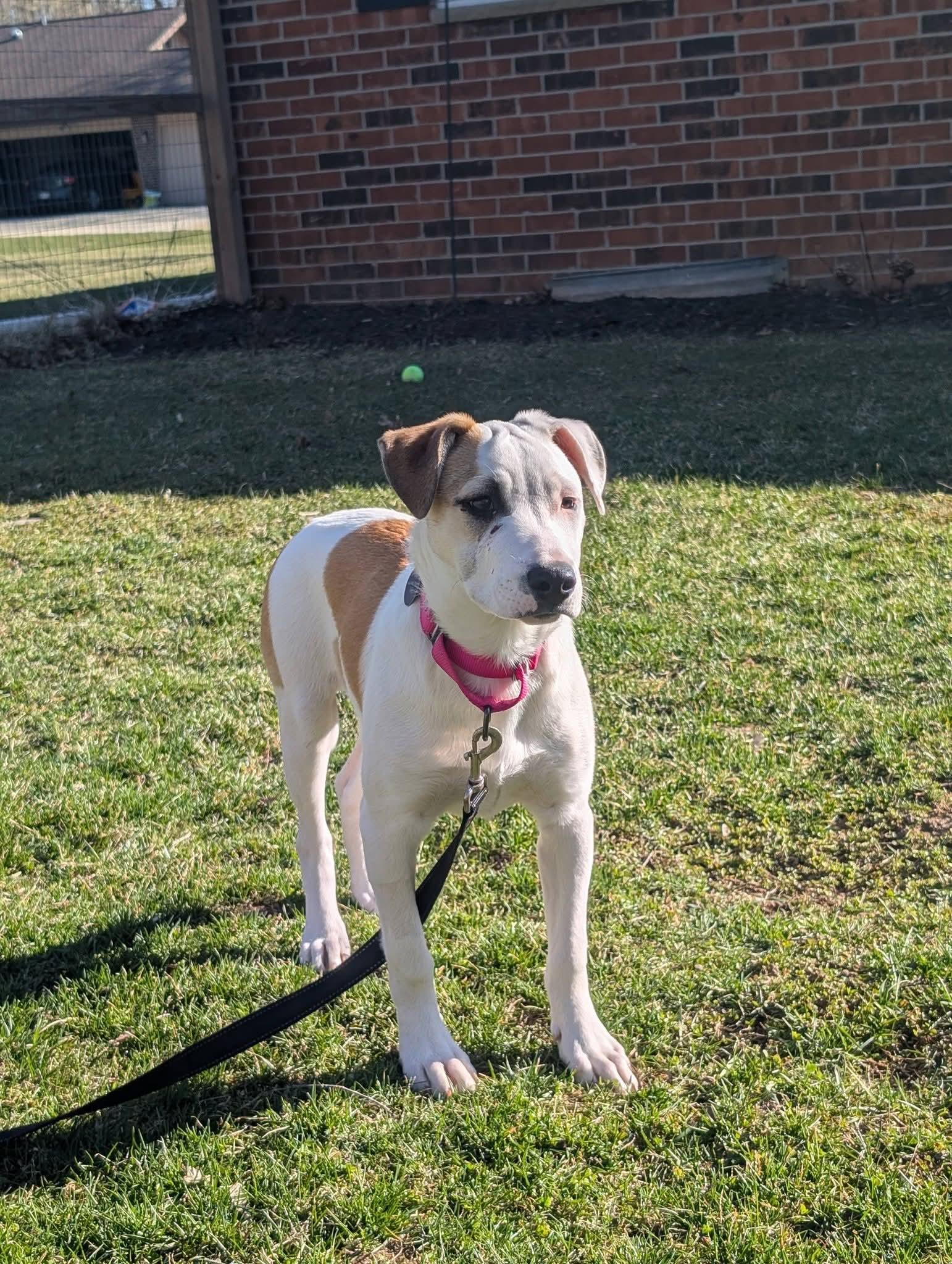 Enlarge FLORA    $425, a ADOPTABLE mixed breed in Milwaukee, WI image 3/5