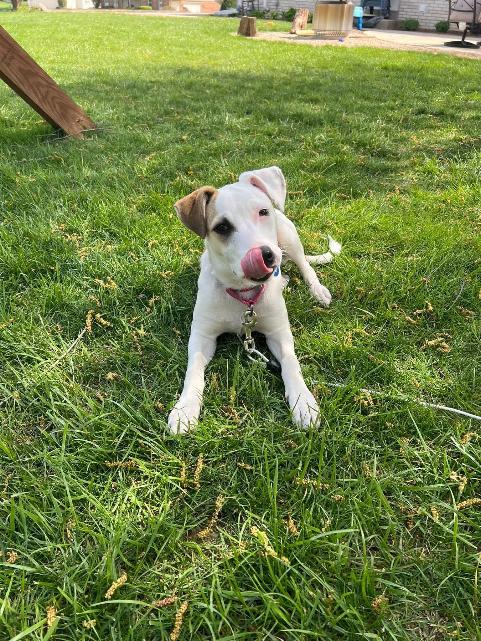 Enlarge FLORA    $425, a ADOPTABLE mixed breed in Milwaukee, WI image 6/6