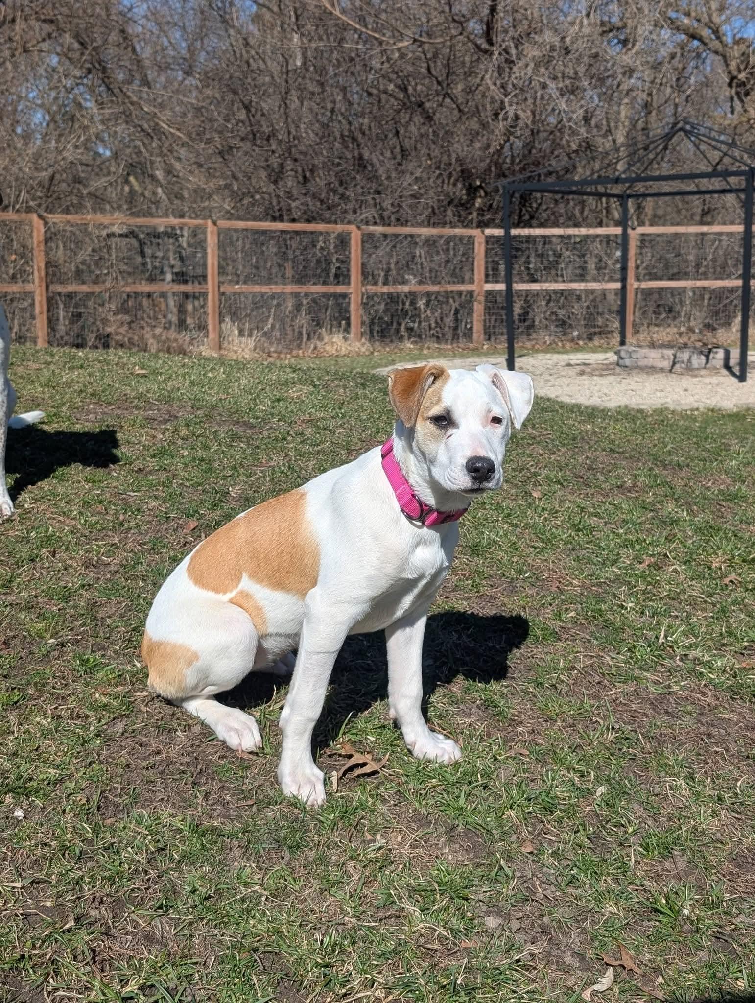 Enlarge FLORA    $425, a ADOPTABLE mixed breed in Milwaukee, WI image 1/5