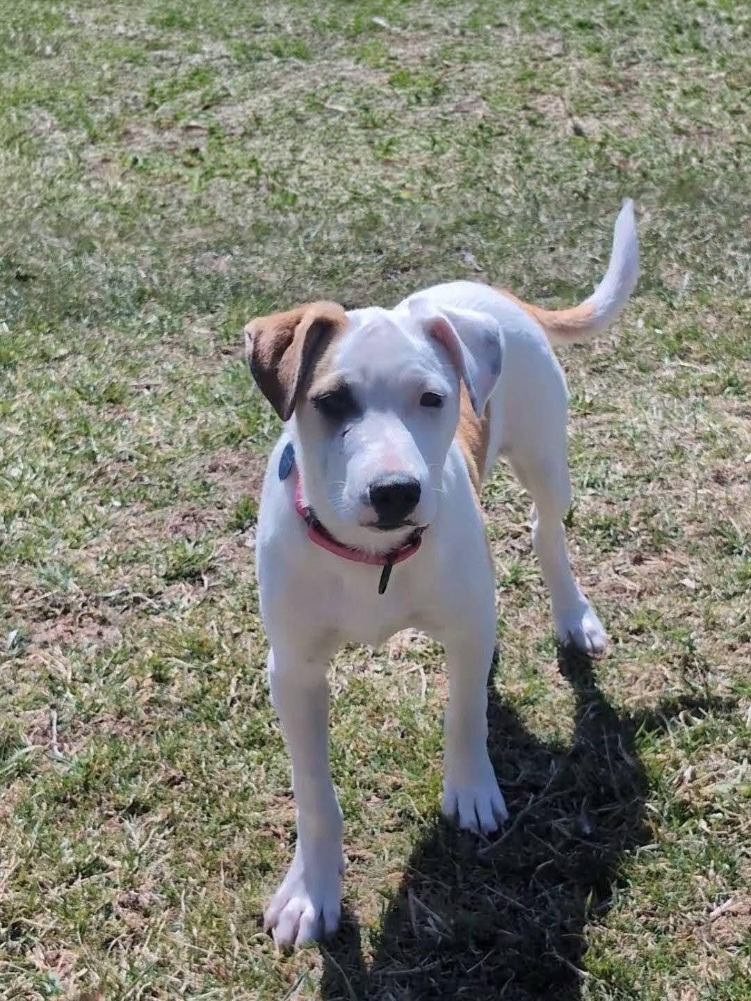 Enlarge FLORA    $425, a ADOPTABLE mixed breed in Milwaukee, WI image 2/5