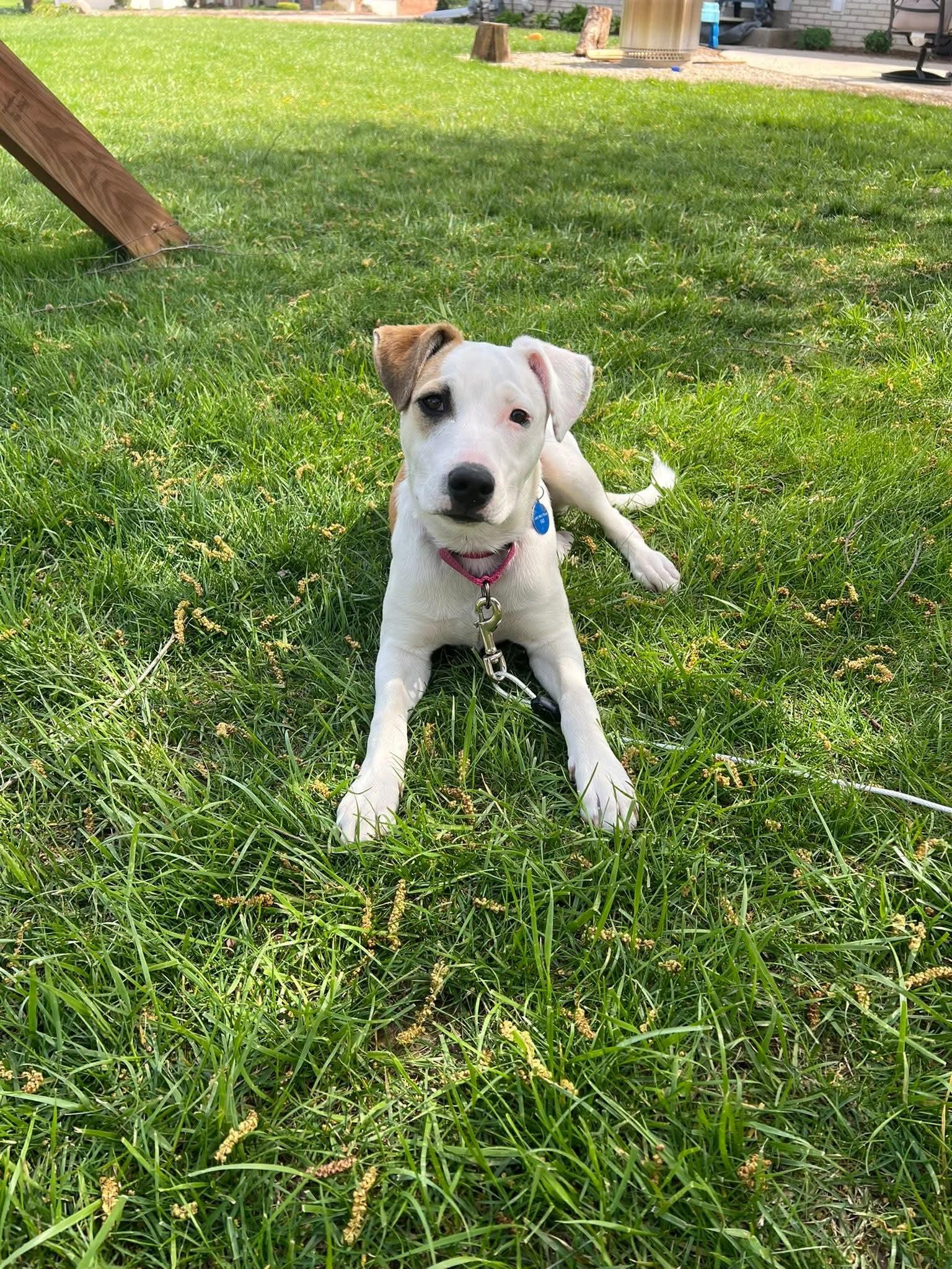 Enlarge FLORA    $425, a ADOPTABLE mixed breed in Milwaukee, WI image 1/6