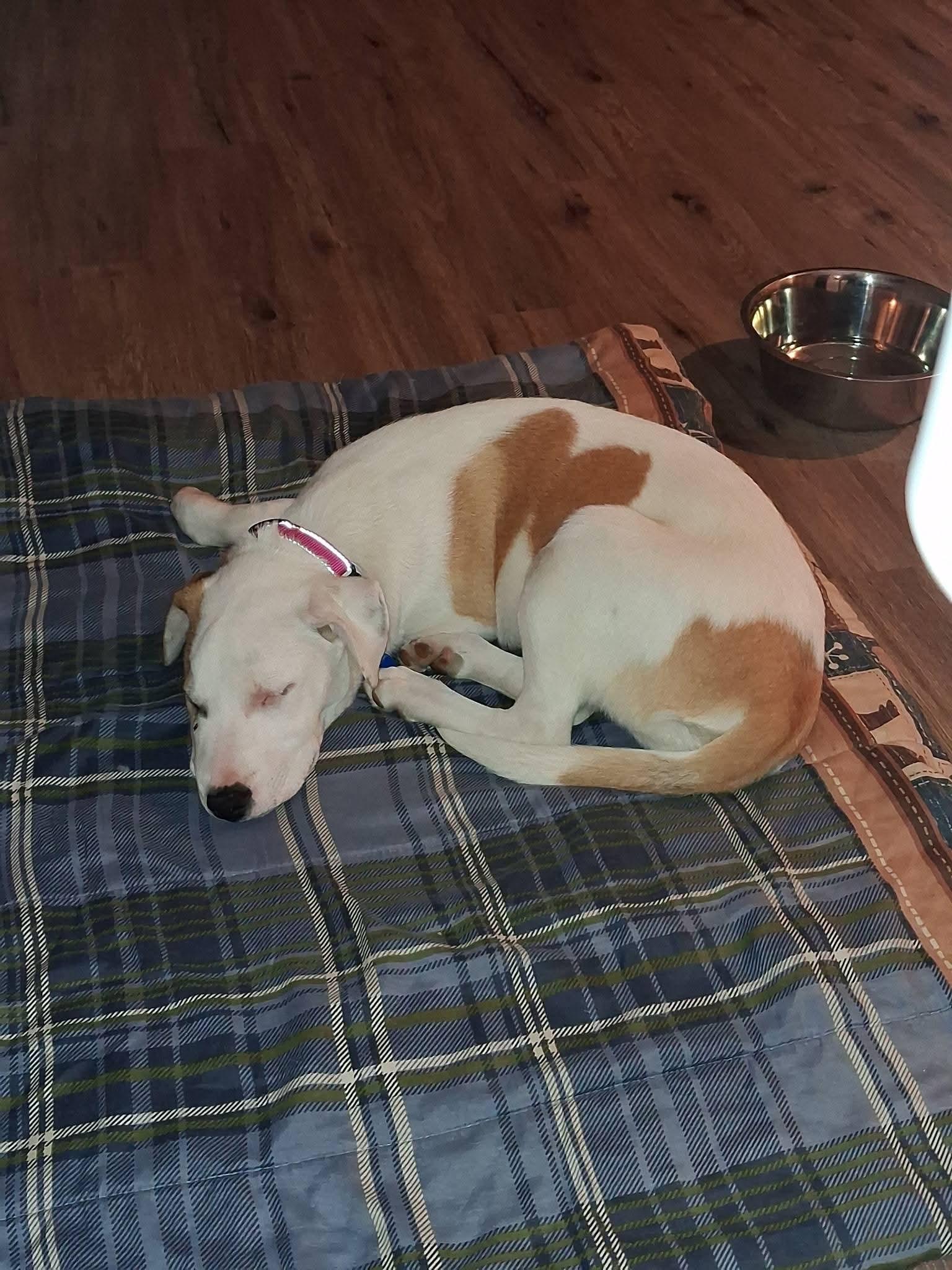 Enlarge FLORA    $425, a ADOPTABLE mixed breed in Milwaukee, WI image 4/5