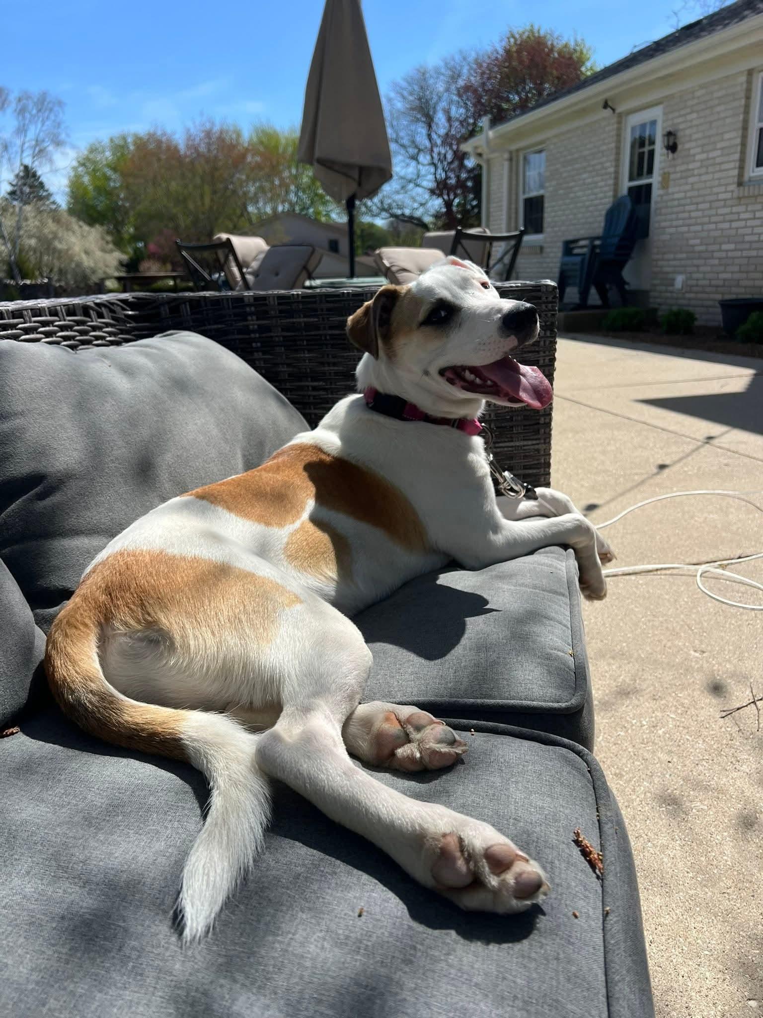 Enlarge FLORA    $425, a ADOPTABLE mixed breed in Milwaukee, WI image 5/6