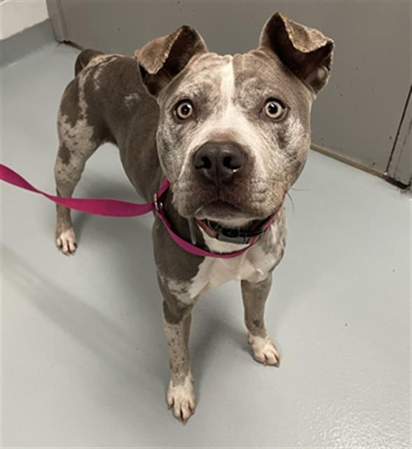 Enlarge TUKKA, a Adoptable mixed breed in Saint Cloud, FL image 1/1