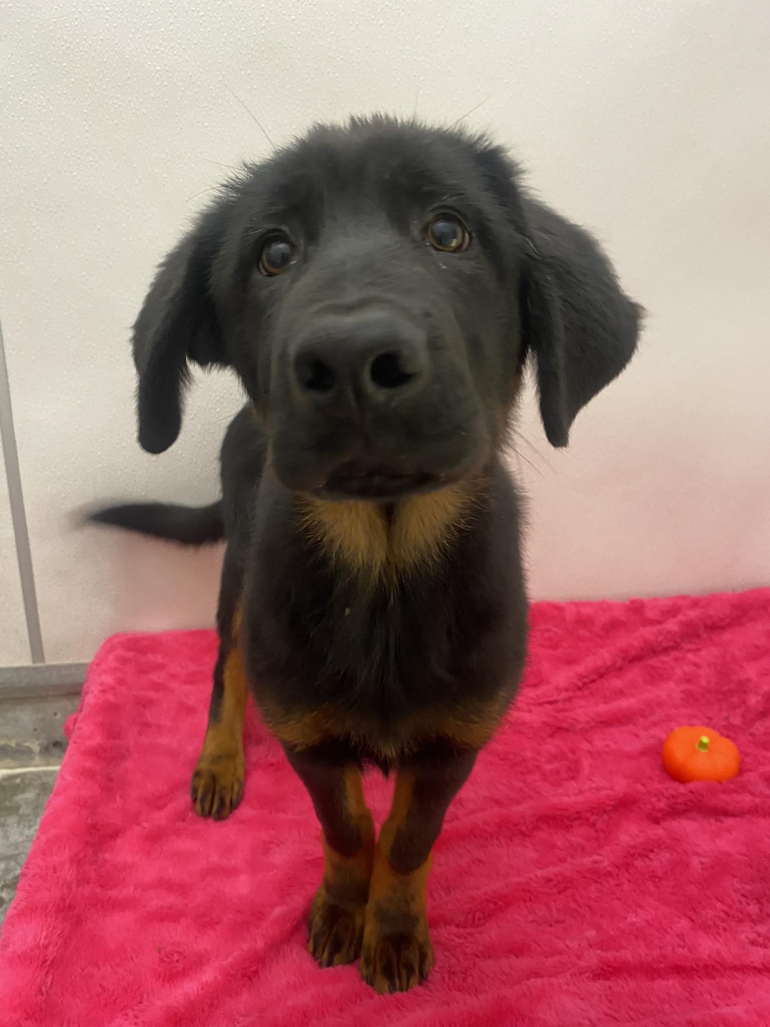 Samara - ADOPTABLE!!, Adopted, Puppy Female German Shepherd Dog.