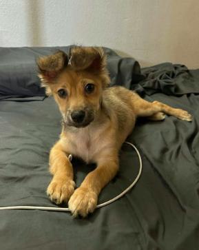 Twister, adopted, Puppy Male Spaniel & Shepherd.