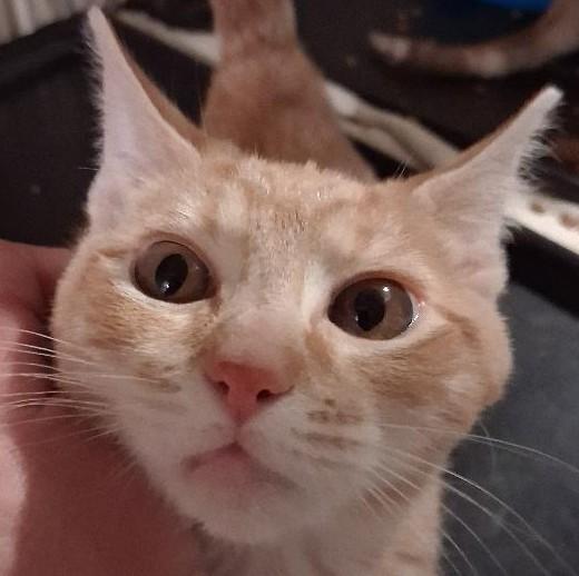 Enlarge Clementine, an adopted Domestic Short Hair in Garrett Park, MD image 3/5