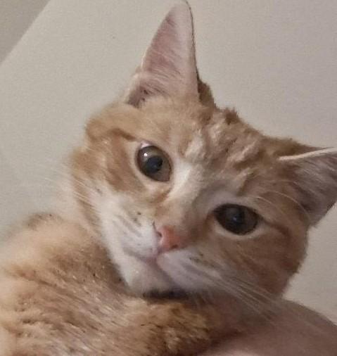 Clementine, ADOPTABLE, Kitten Female Domestic Short Hair.