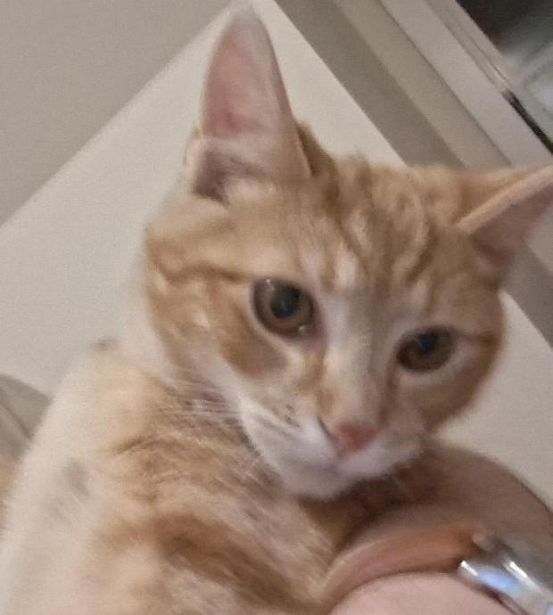 Enlarge Clementine, an adopted Domestic Short Hair in Garrett Park, MD image 2/5