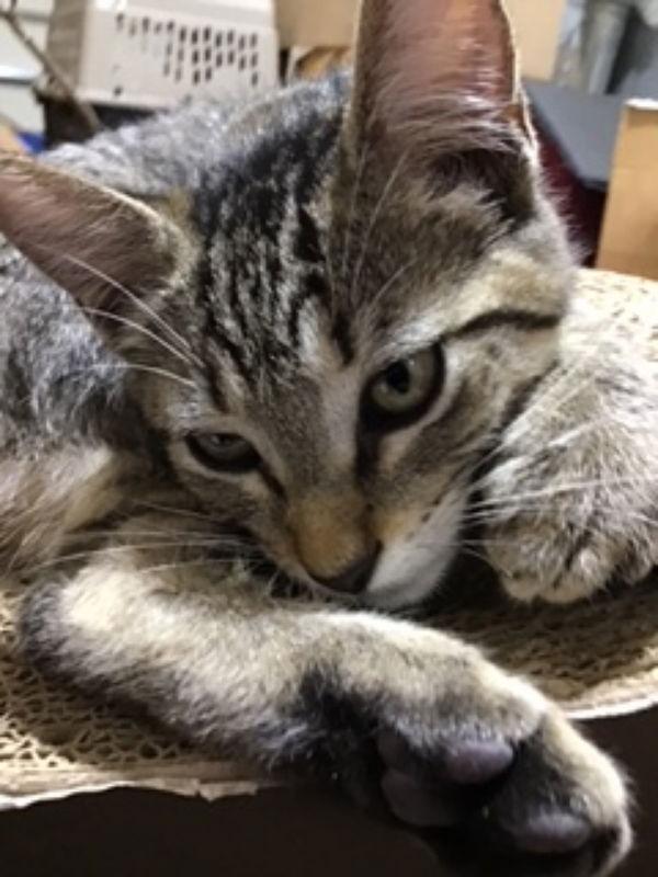 Enlarge Krystal, a Adoptable Tabby in Pineville, LA image 1/3