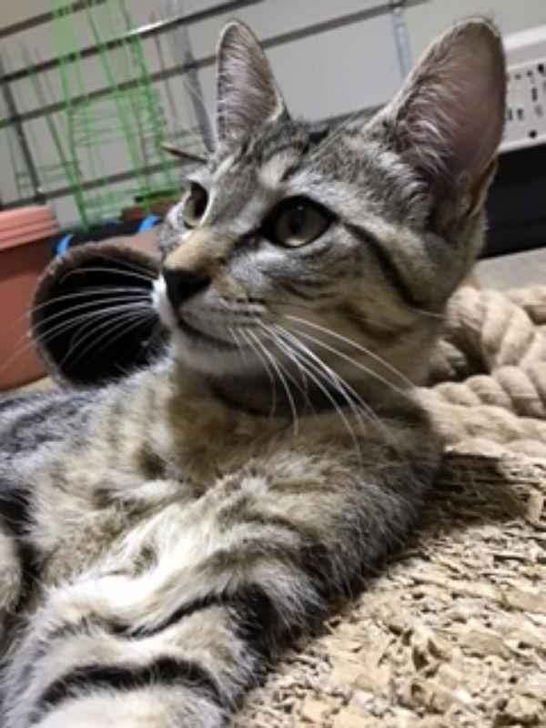 Enlarge Krystal, a Adoptable Tabby in Pineville, LA image 2/3