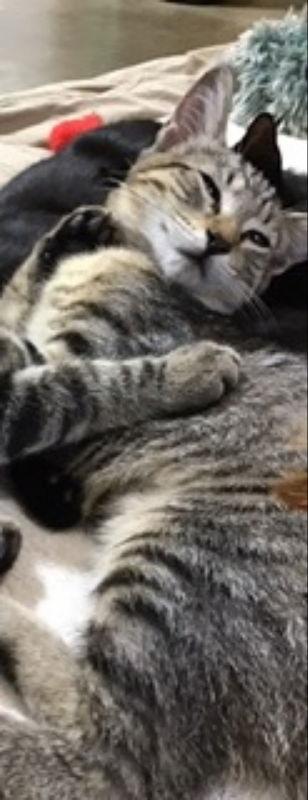 Enlarge Krystal, a Adoptable Tabby in Pineville, LA image 3/3