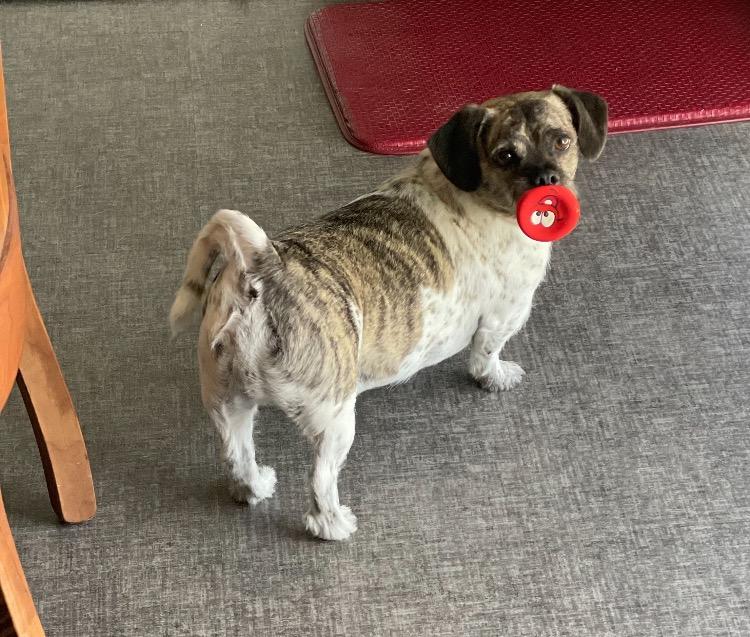 Gus, Adoptable, Adult Male Pug & Mixed Breed.