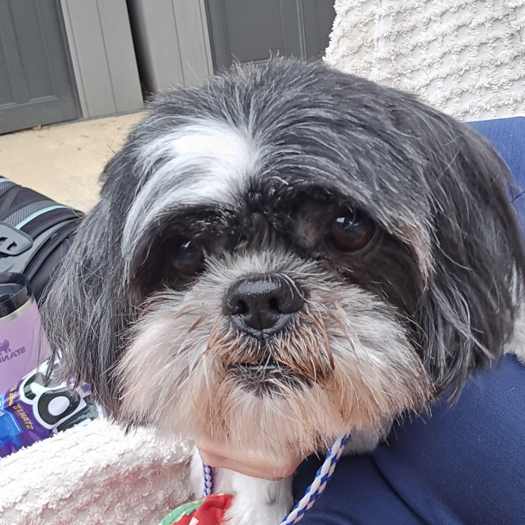 Enlarge Dottie Moon, an adopted Shih Tzu in Athens, AL image 2/3