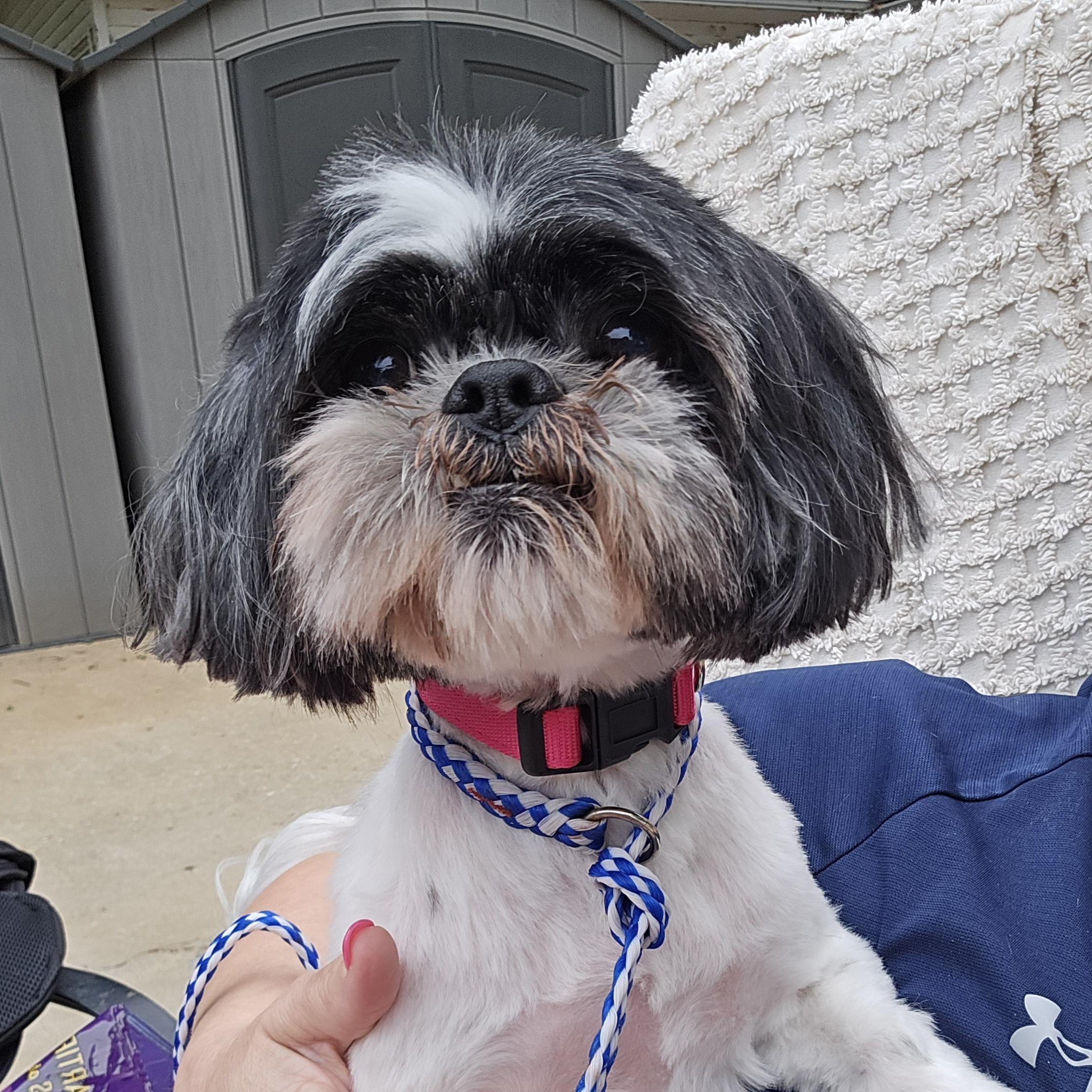 Dottie Moon, adopted, Senior Female Shih Tzu.