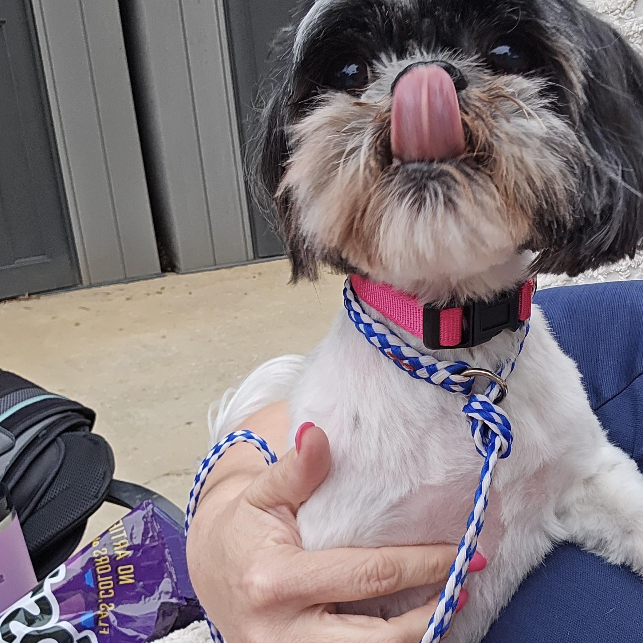 Enlarge Dottie Moon, an adopted Shih Tzu in Athens, AL image 3/3