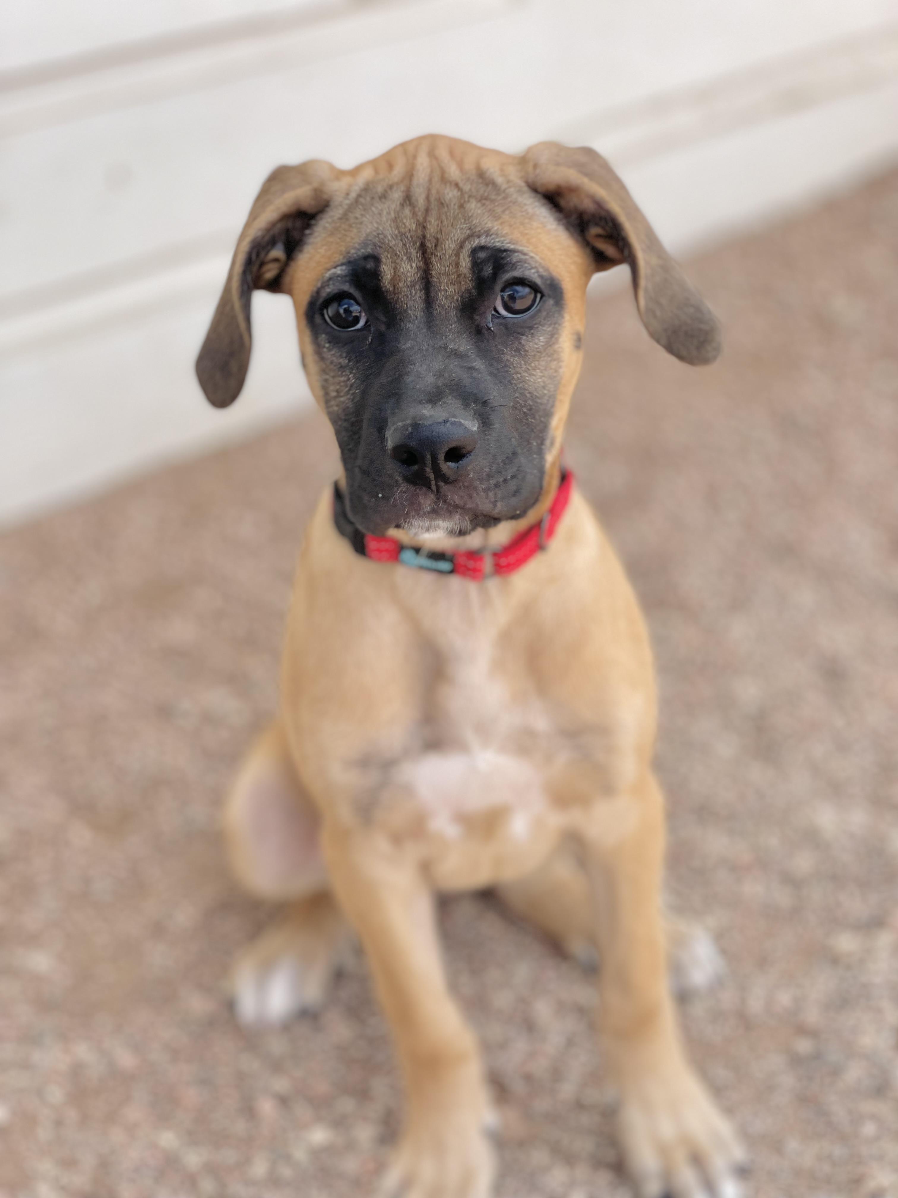 Maple, an adoptable Mixed Breed in Divide, CO, 80814 | Photo Image 2