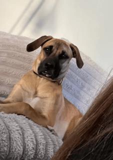 Maple, an adoptable Mixed Breed in Divide, CO, 80814 | Photo Image 1