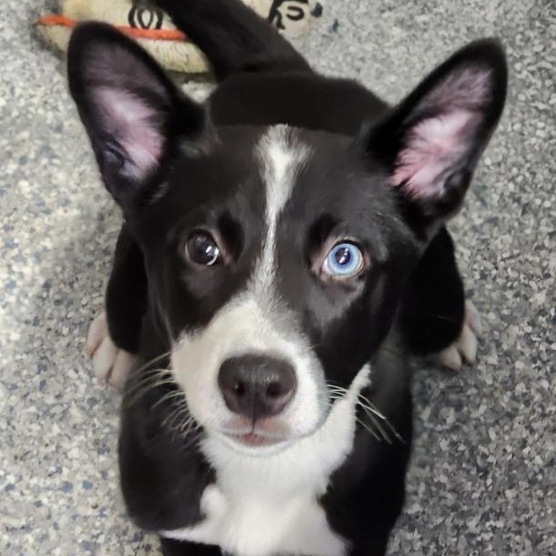 Frostie, adopted, Puppy Female Australian Shepherd & Husky.