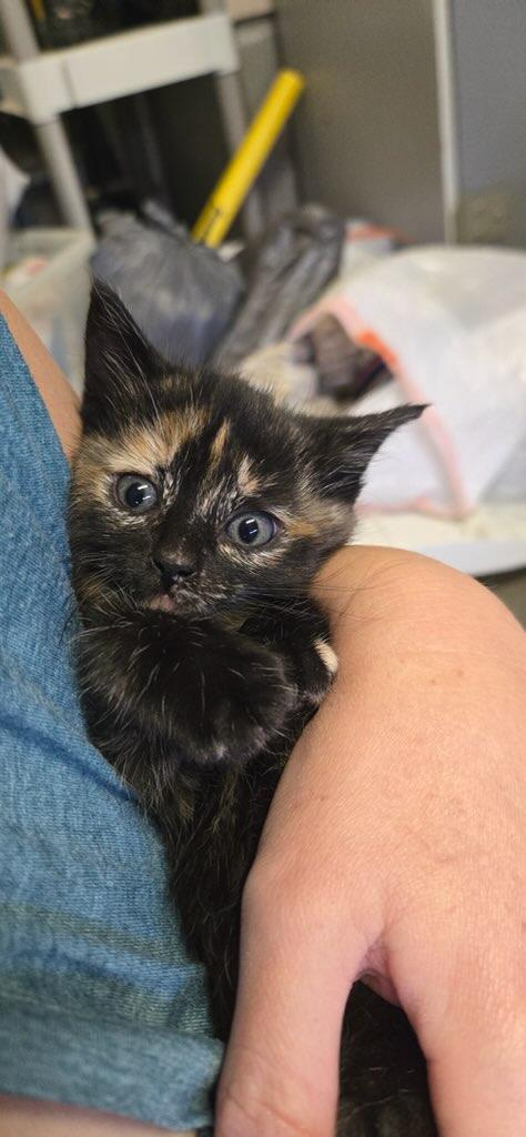 Malala, Adopted, Young Female Domestic Short Hair.