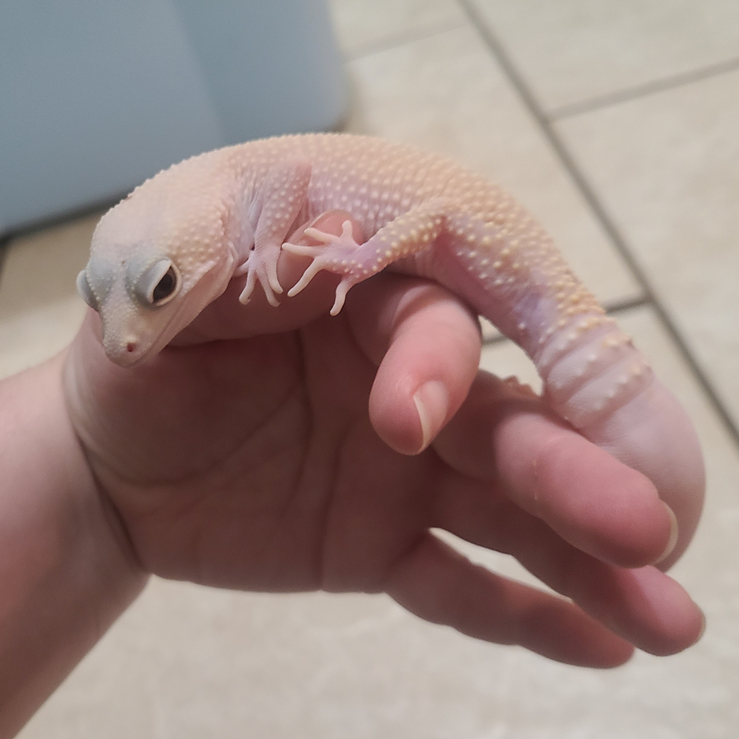 Ghost, a Adoptable Gecko image 1/6