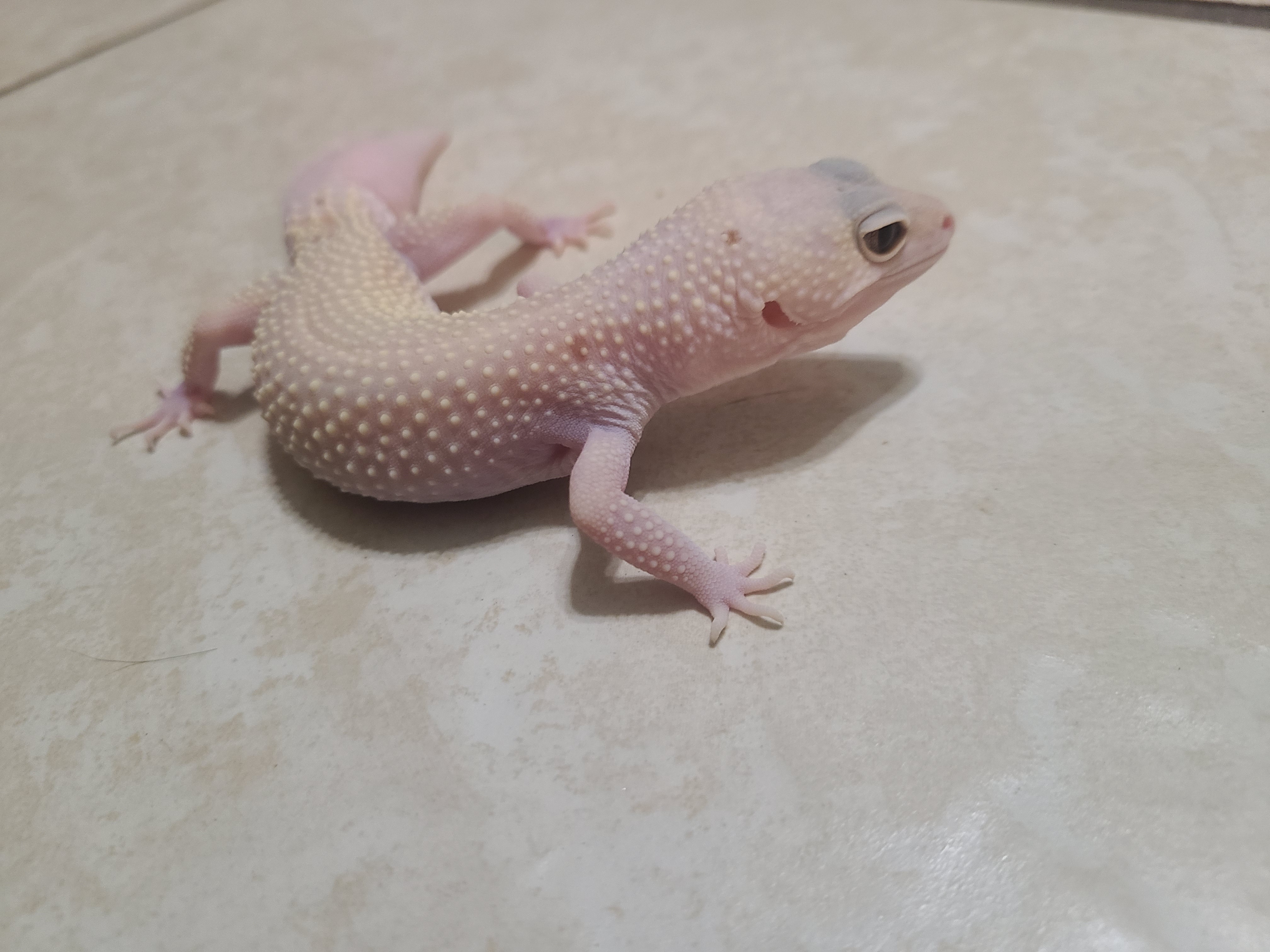 Ghost, a Adoptable Gecko image 4/6